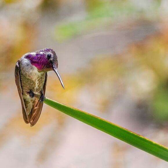 Who doesn't love Hummies?! - Picture 6 of 16